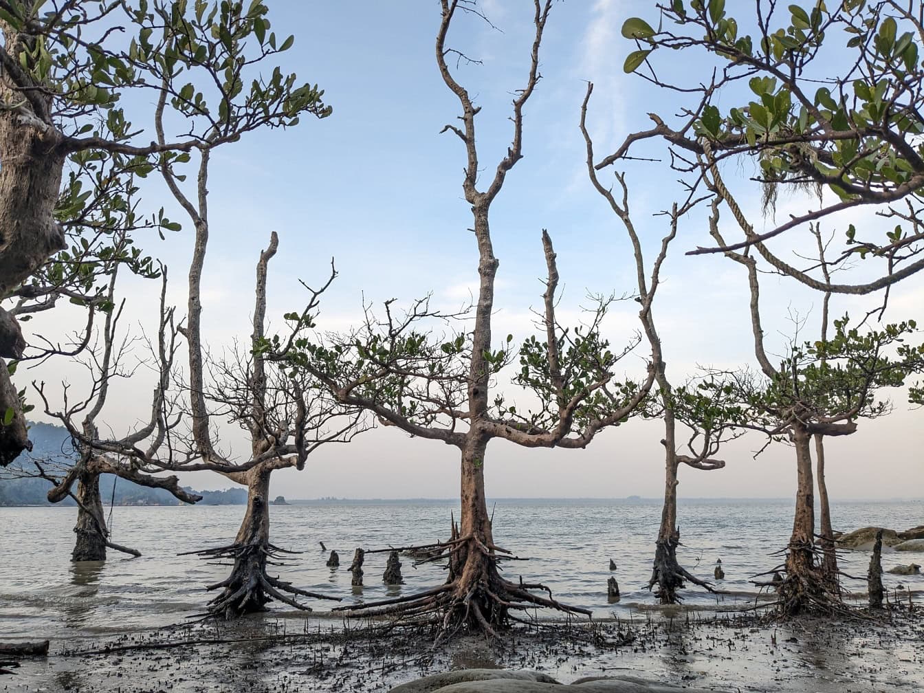 ต้นโกงกาง (Sonneratia sps) บนชายหาดเมื่อน้ําลงโดยมีรากหายใจ (pneumatophores) บอร์เนียว