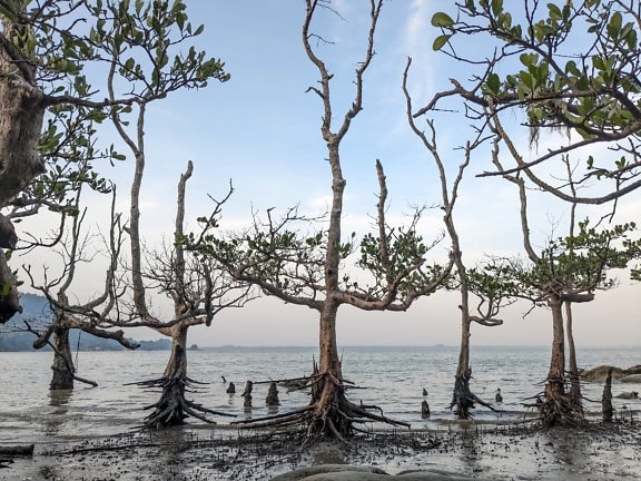 Mangrovenbäume (Sonneratia sps) an einem Strand bei Ebbe mit atmenden Wurzeln (pneumatophores) Borneo, Maaysia