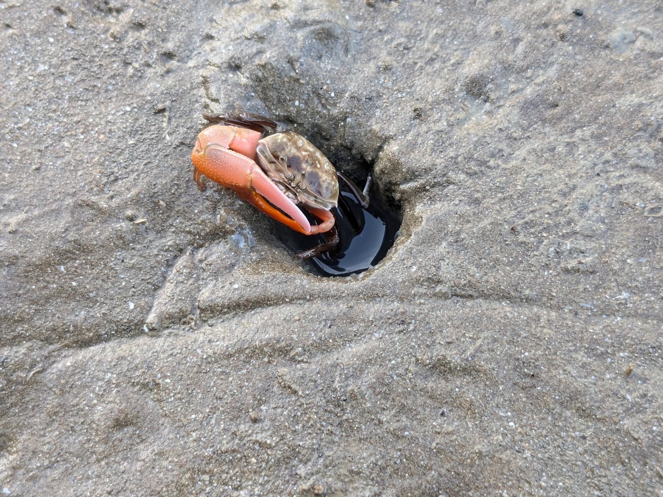 En fiddler krabba i en våt sand som kommer ut ur ett hål