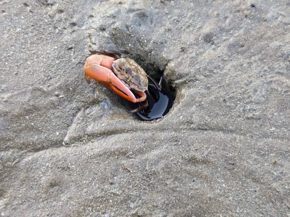 Eine Geigenkrabbe im nassen Sand, die aus einem Loch kommt