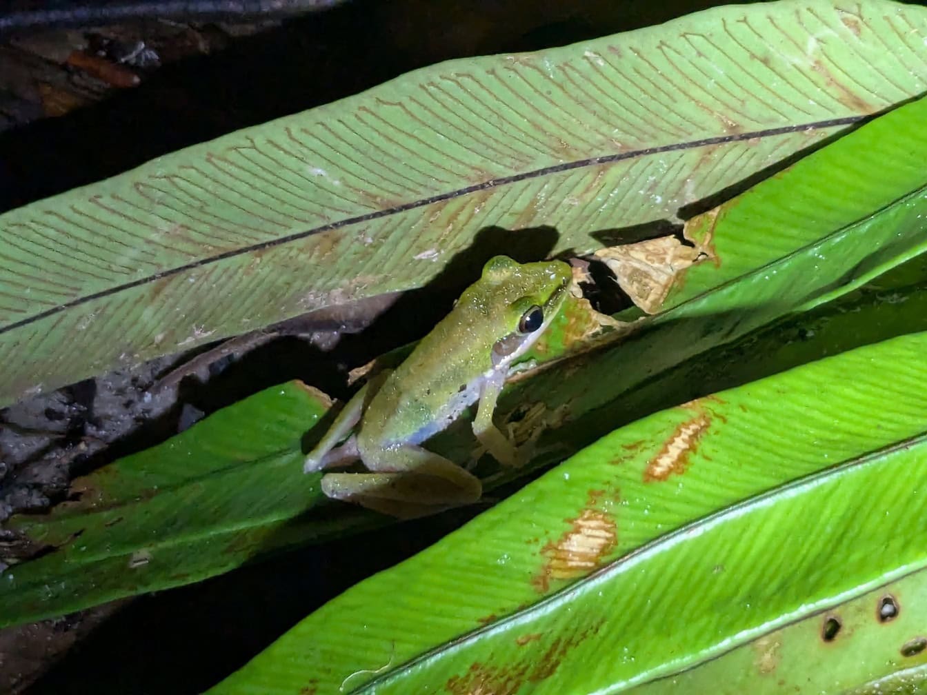 Sapo verde em uma folha, uma espécie endêmica de anfíbios, Bornéu, Malásia