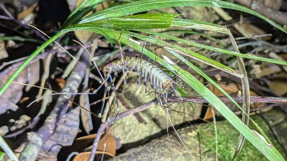 Un insecto ciempiés en una hoja verde, alargada segmentada (metameric) criatura