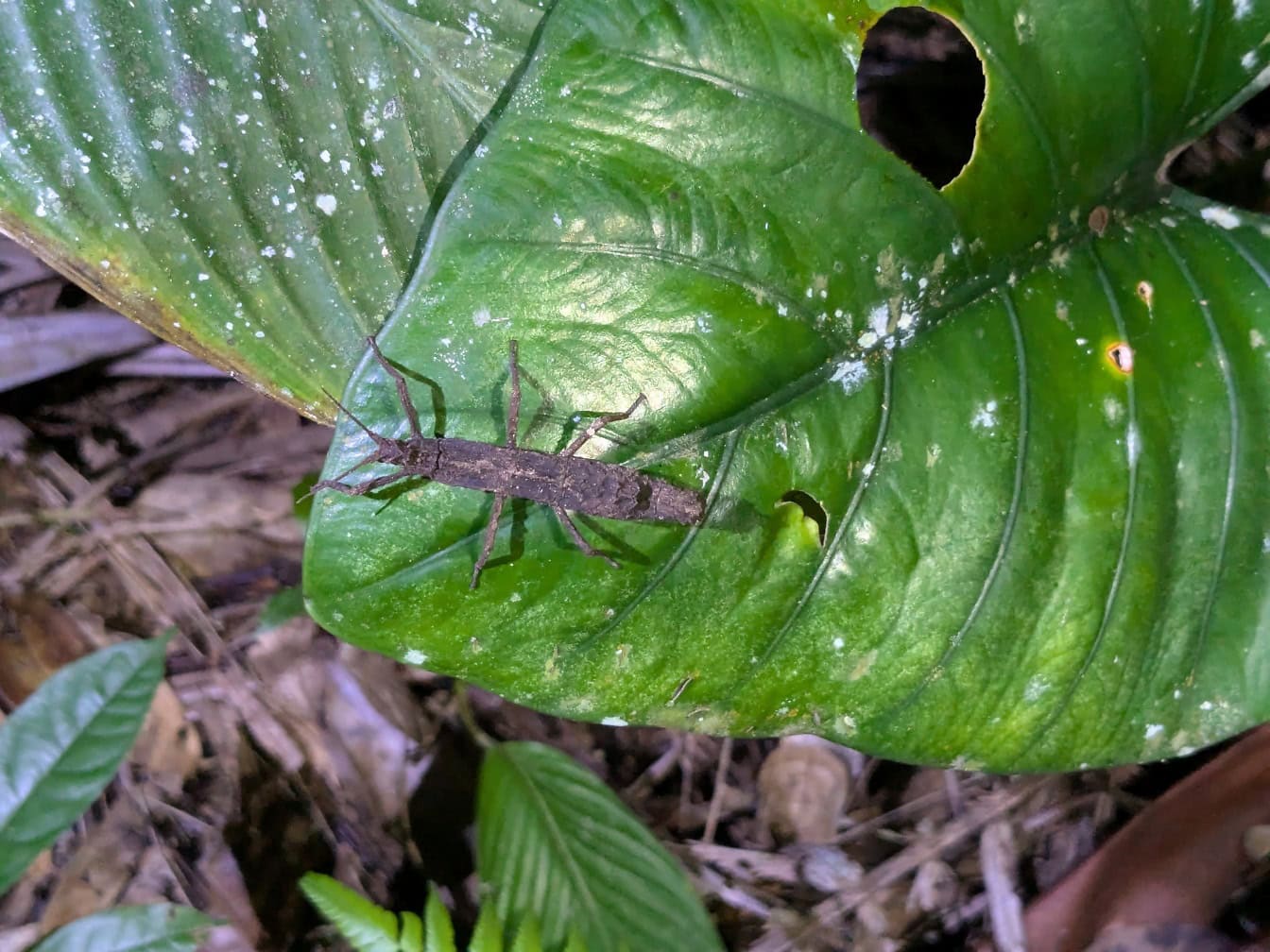 Bug em uma grande folha verde