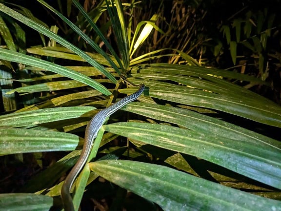 A venomous snake on a green leaf in the Borneo rainforest in Malaysia