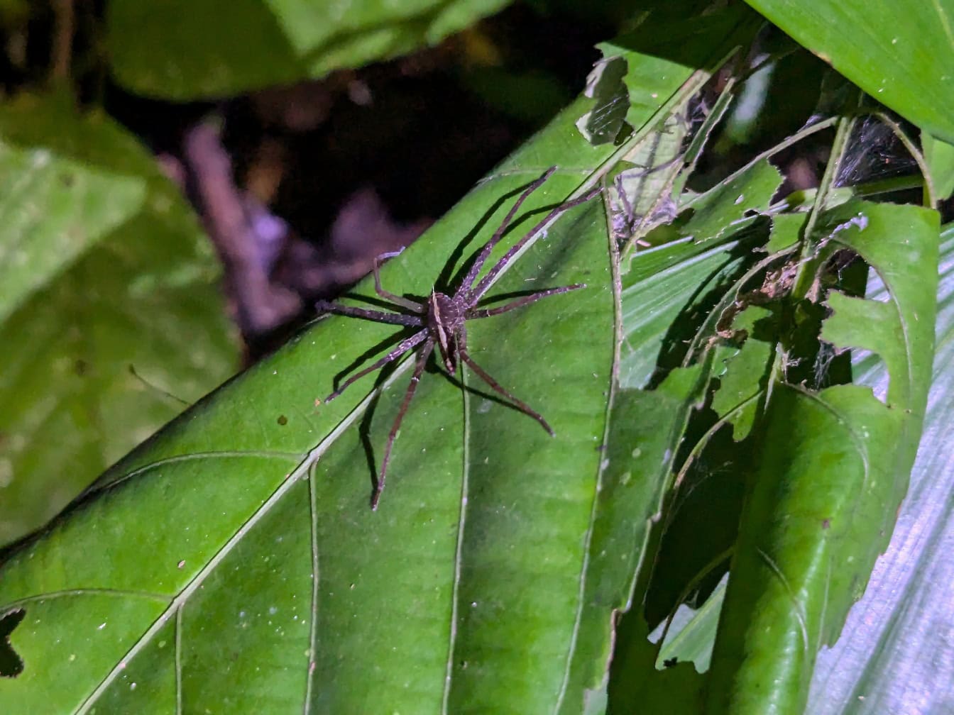 O specie endemică de păianjen pe o frunză în pădurea tropicală din Borneo, Malaezia