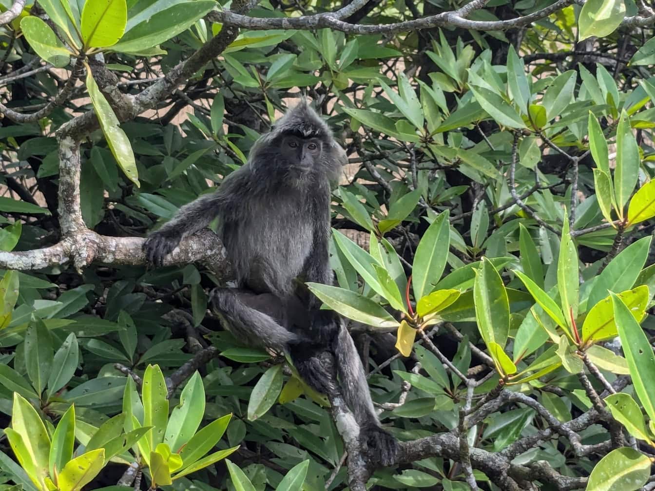 Lutung hitam-abu-abu atau keperakan atau monyet daun perak di cabang pohon di hutan hujan, Kalimantan, Malaysia (Trachypithecus cristatus)