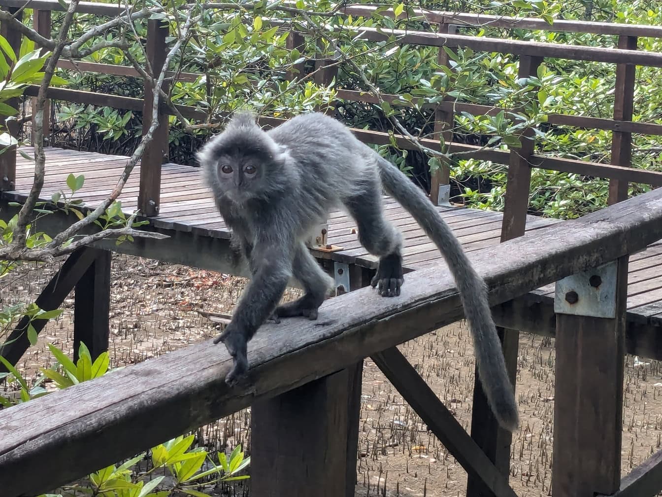 Den silverglänsande lutungen eller den försilvrade bladapan som går på en träbro (Trachypithecus cristatus)