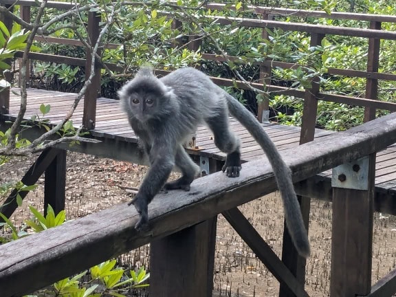 El lutung plateado o el mono de hoja plateada que camina sobre un puente de madera (Trachypithecus cristatus)