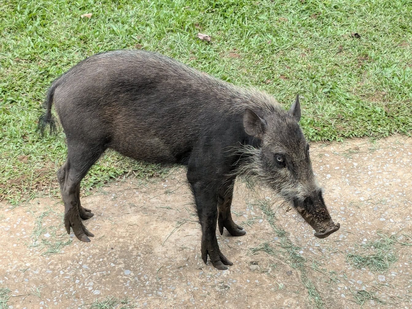 Um javali ou um porco de um porco verrucoso Visayan (Sus cebifrons) uma espécie ameaçada de extinção dos suínos no refúgio dos animais selvagens em Malásia