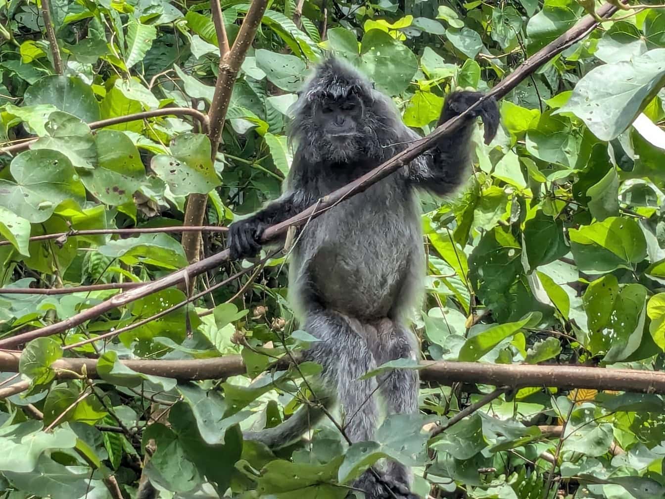 Hopeanhohtoisen lutungin aikuinen uros tai hopeoitu lehtiapina puun oksalla sademetsässä Borneolla, Malesiassa (Trachypithecus cristatus)