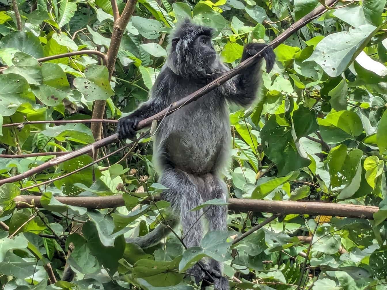 En voksen sort sølvskinnende lutung eller den forsølvede bladabe på et træ i junglen på Borneo, Malaysia (Trachypithecus cristatus)