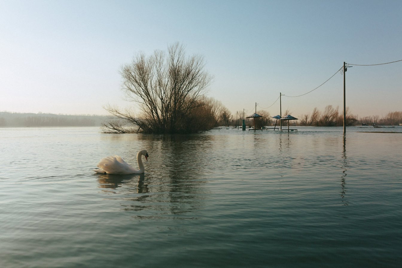 Witte zwaan zwemmen in een overstroomd Tikvara-meer in de buurt van de rivier de Donau, Backa Palanka