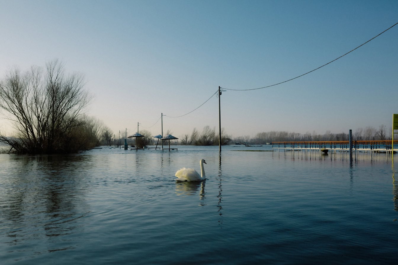 Un cigno bianco che nuota in un lago Tikvara allagato vicino a un fiume Danubio