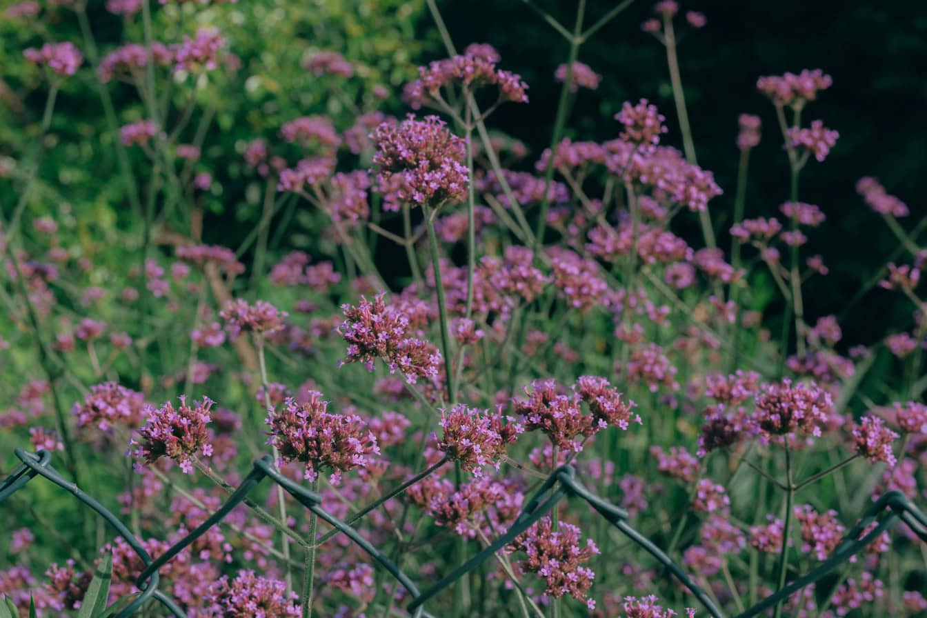 Пурпурная вербена или аргентинская вербена (Verbena bonariensis), фиолетовые полевые цветы, растущие на заборе