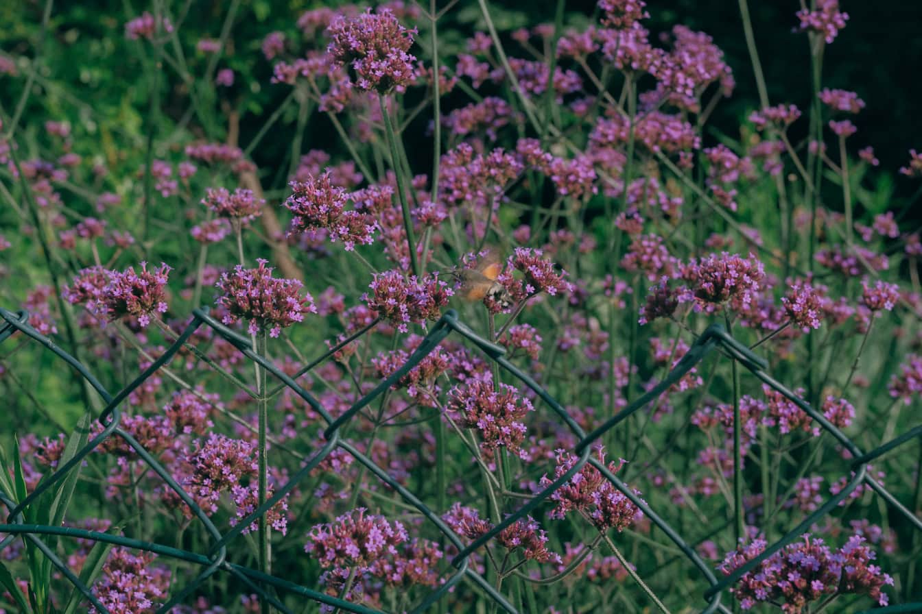 Lähikuva violeteista luonnonkukista, purppuranpunaisesta vervainista tai argentiinalaisesta vervain- (Verbena bonariensis)