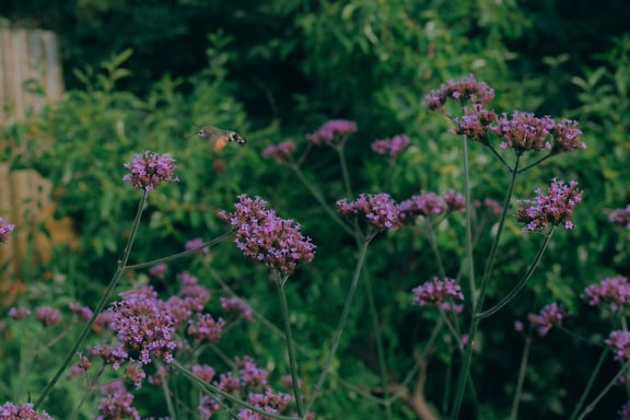 La polilla halcón colibrí (Macroglossum stellatarum), una polilla que vuela sobre flores silvestres de color púrpura