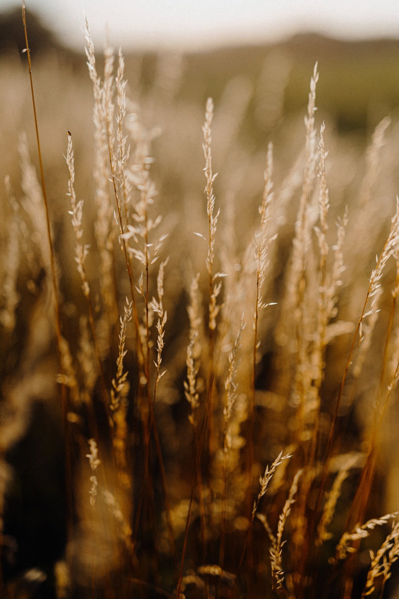 Nahaufnahme eines Feldes mit trockenem, hellbraunem Gras im Sommer