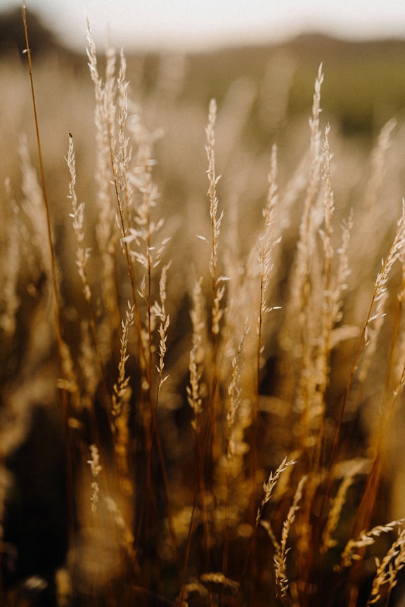 Close-up van een gebied van droog lichtbruin gras in de zomer