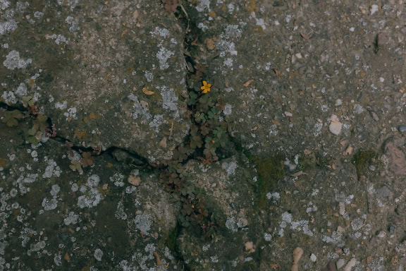 Close-up of a crack in a concrete surface