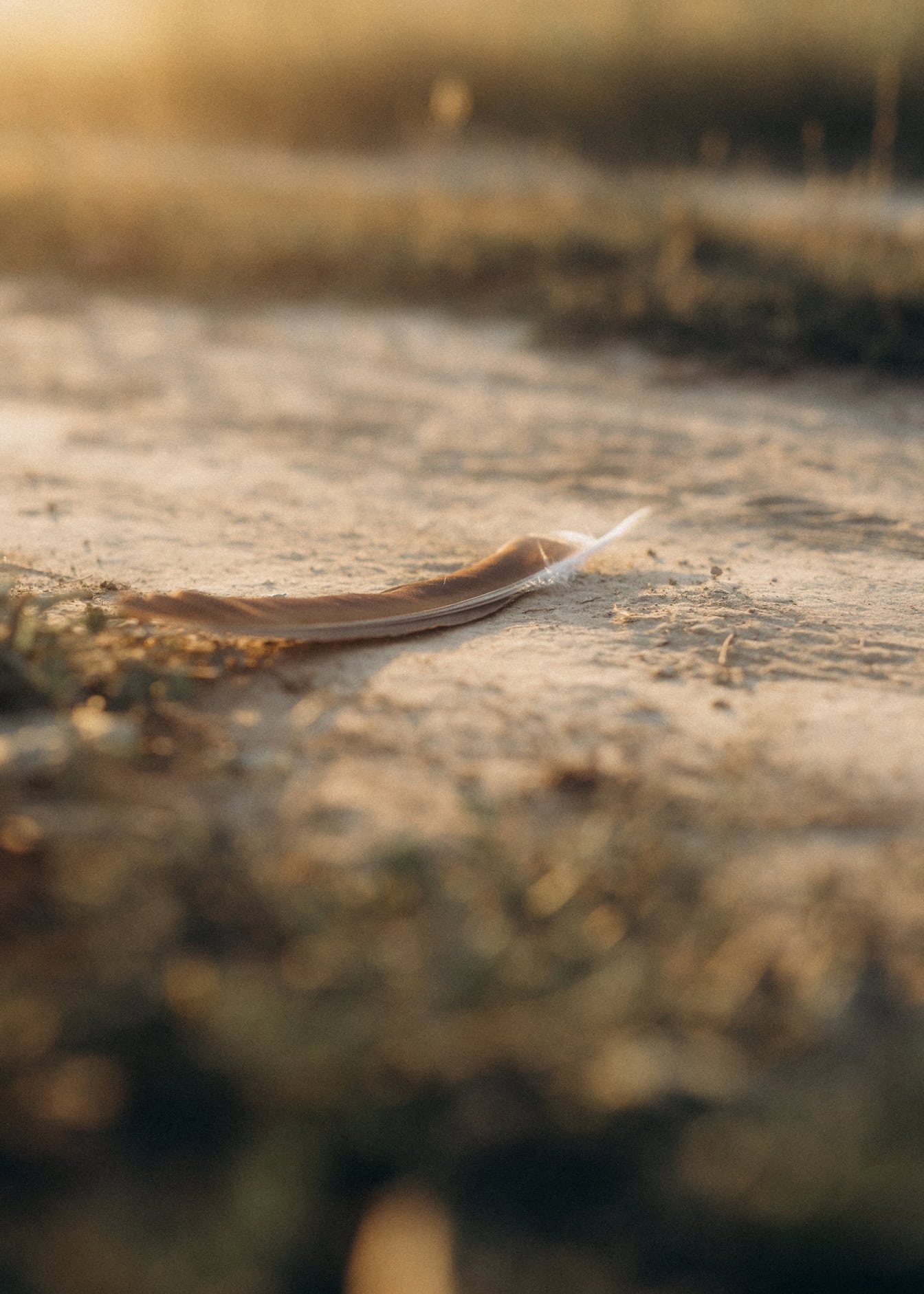 Grey bird’s feather on the ground with bright sunlight as background