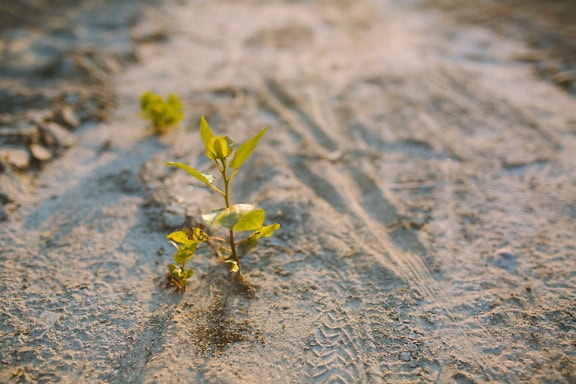 En frøplante av løvtre som vokser ut av sandbakken