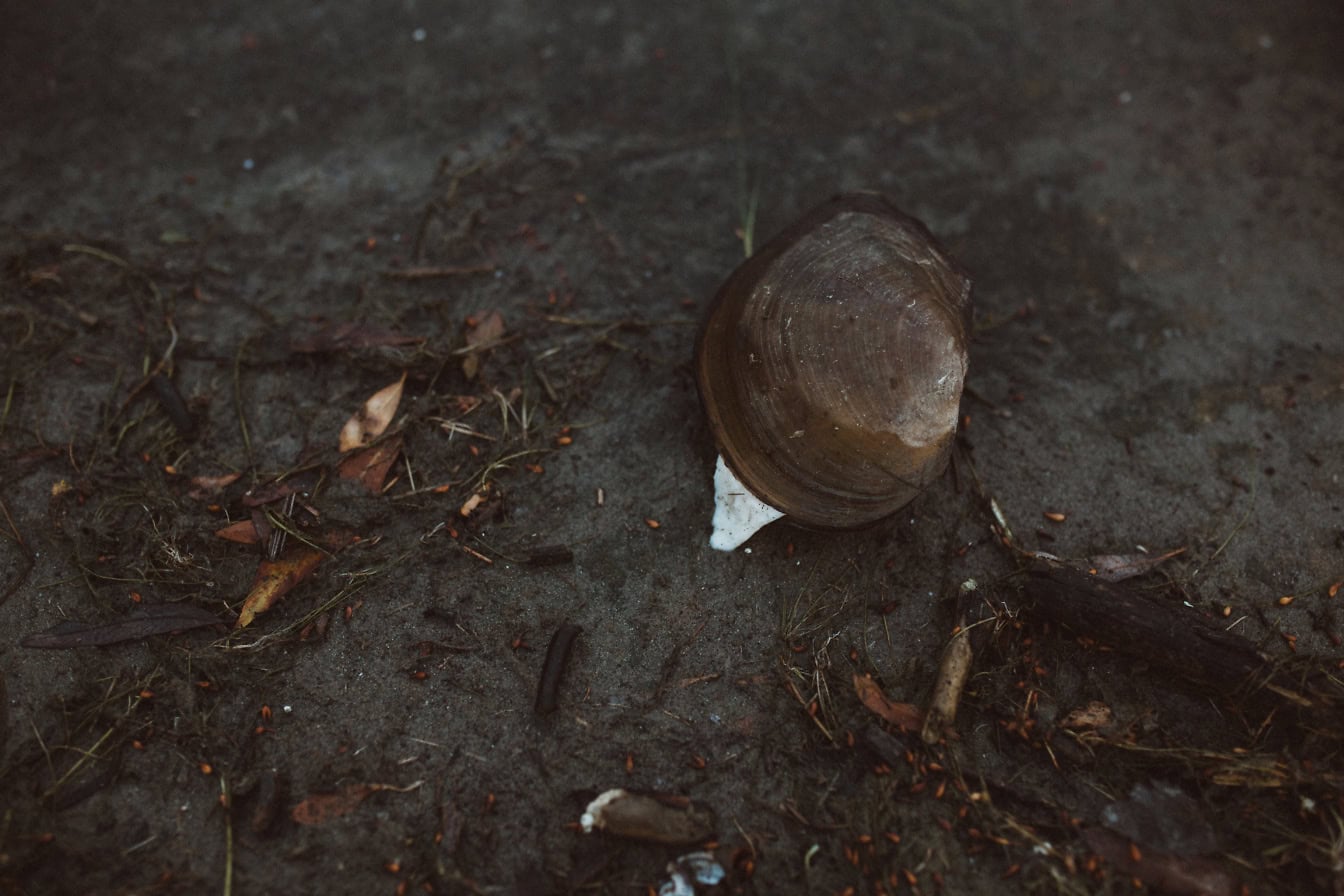 A freshwater clam or swan-mussel, an aquatic bivalve mollusk on the ground (Sinanodonta woodiana)