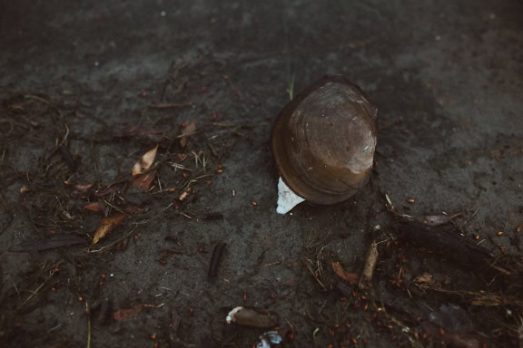 Una almeja de agua dulce o mejillón cisne, un molusco bivalvo acuático en el suelo (Sinanodonta woodiana)