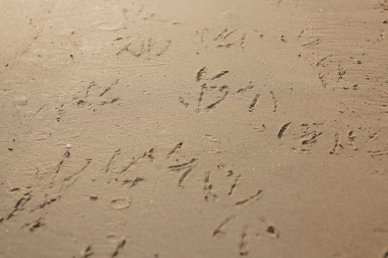 Bird tracks in the light brown sand