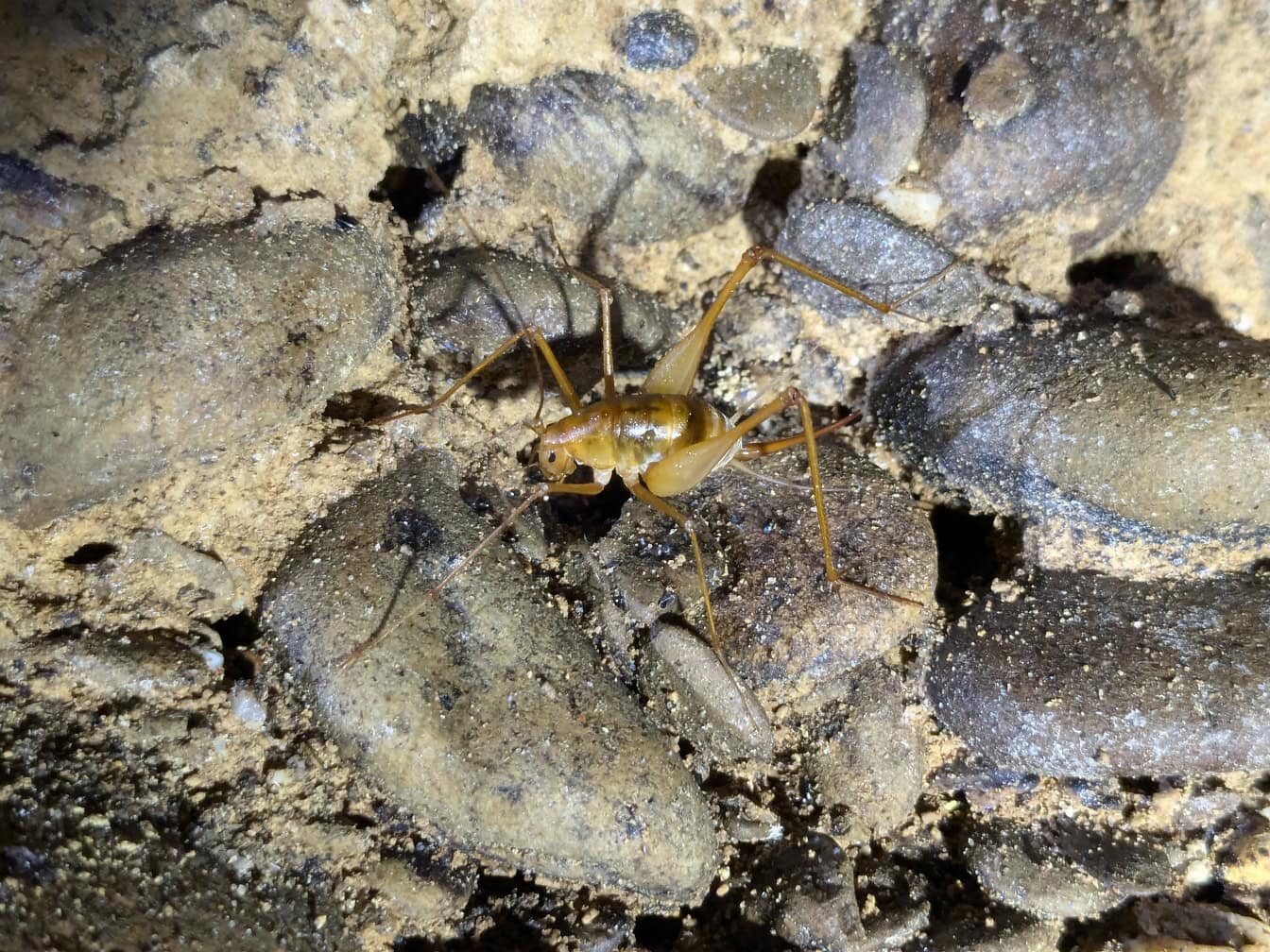 Höhlengrille (Rhaphidophoridae), ein gelblich-braunes Insekt