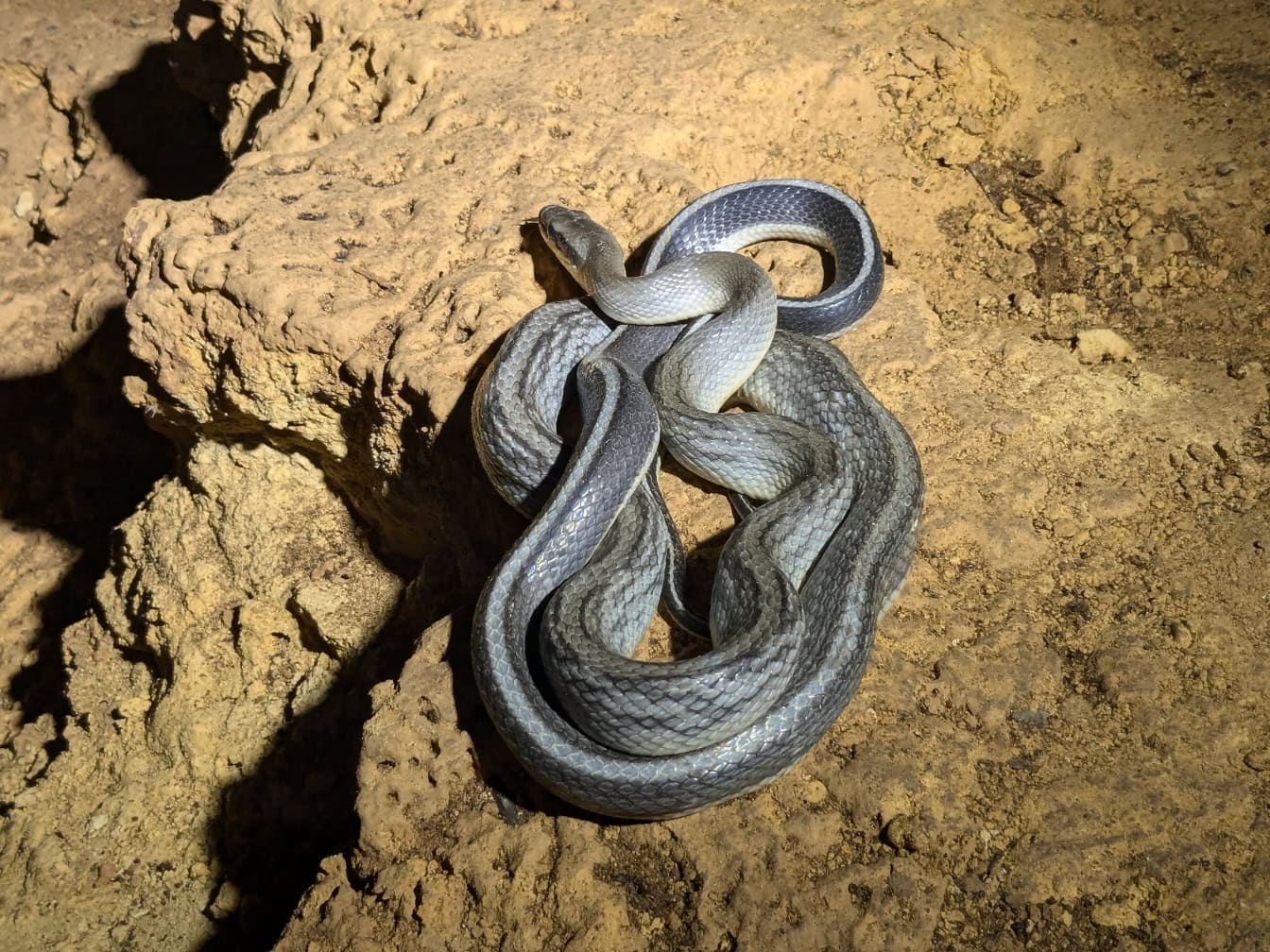 Un serpente ratto endemico (Elaphe taeniura) un serpente grigio a terra