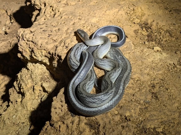 Uma cobra-rato endêmica (Elaphe taeniura) uma cobra cinzenta no chão