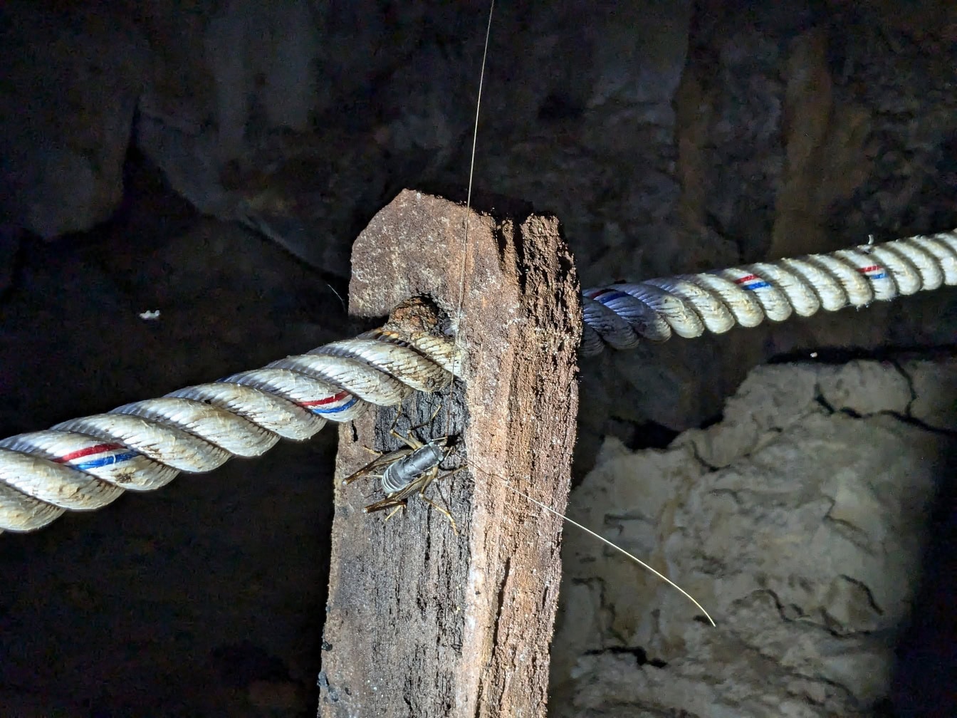 A cave cricket on a wooden pole with a rope (Gryllidae)