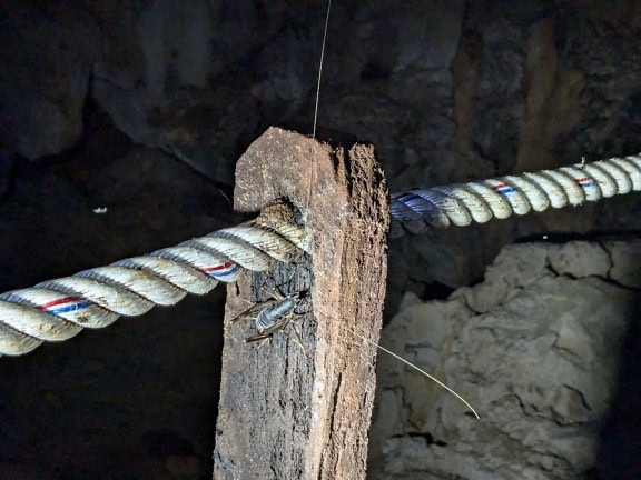 Eine Höhlengrille auf einer Holzstange mit einem Seil (Gryllidae)