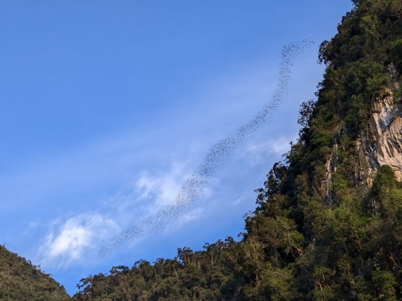 Een kolonie vleermuizen die op blauwe hemel over klif in natuurpark op Borneo, Maleisië vliegen