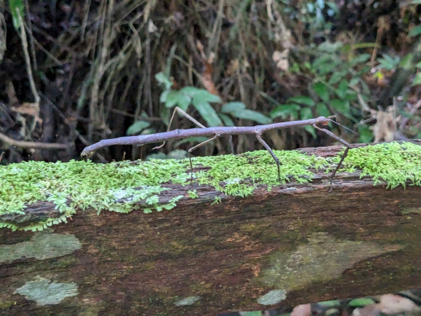 Una creatura che si traveste da rametto, un insetto noto come insetto stecco o insetto ramoscello (Phasmatodea)