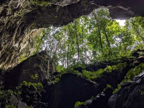 Kigger op fra en mystisk underjordisk hule i tropisk skov, Borneo naturreservat, Malaysia