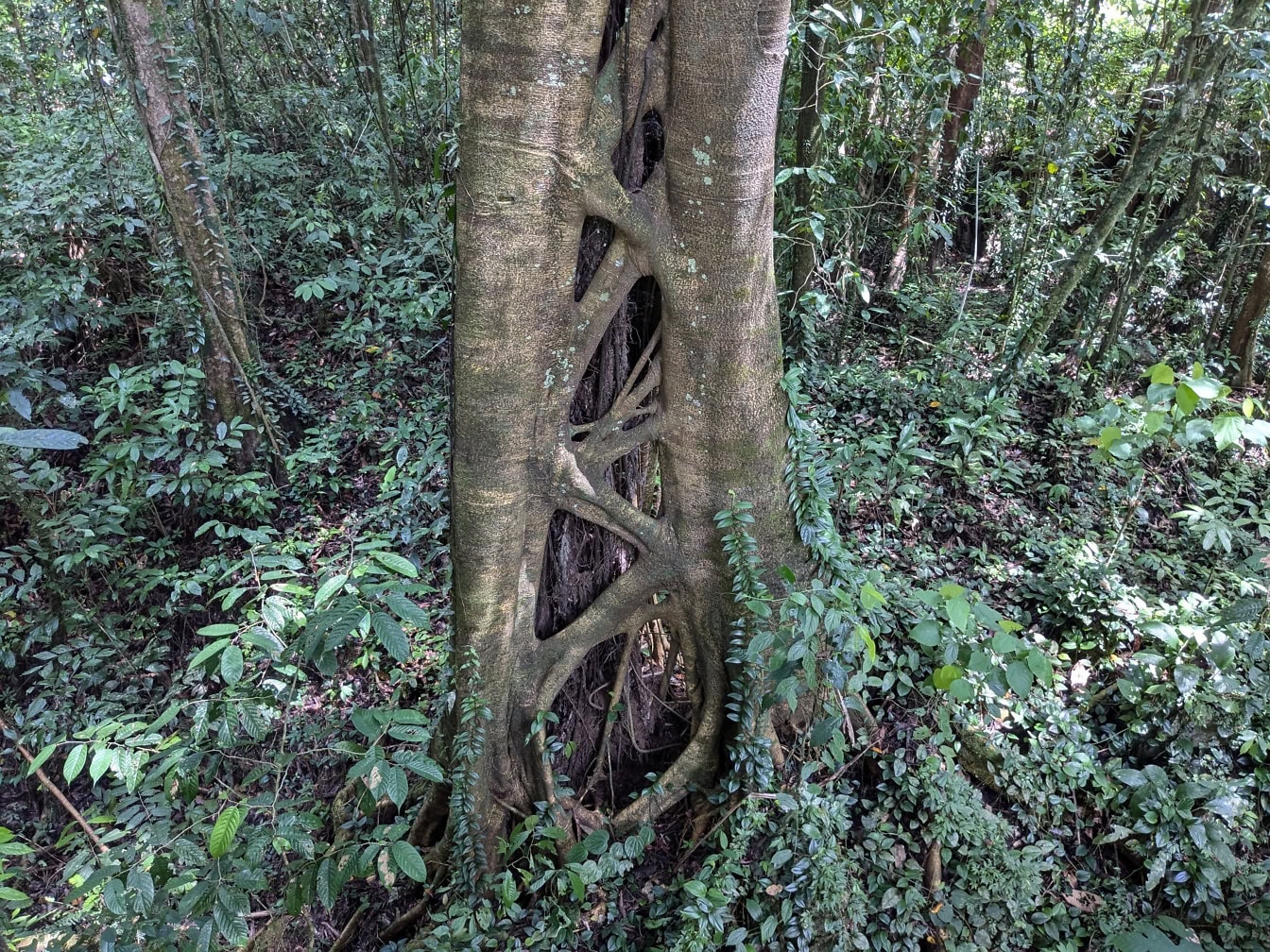 絞め殺しのイチジクは、ボルネオ島、マレーシアの熱帯雨林の興味深い幹を持つ亜熱帯植物(genus Ficus, family Moraceae)