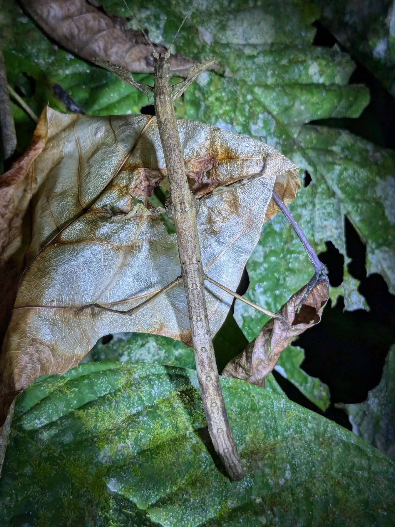 Lähikuva tikku-hyönteisestä tai oksa-bugista (Phasmatodea), olennosta, joka naamioituu oksaksi