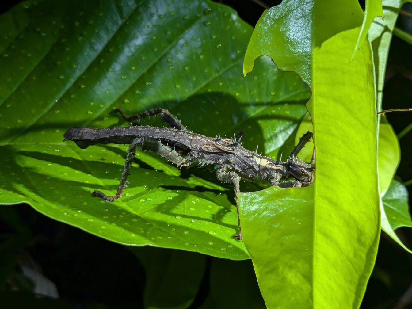 Un insetto stecco appuntito (Haaniella sp.) una specie endemica di un insetto ramoscello nella foresta pluviale del Borneo