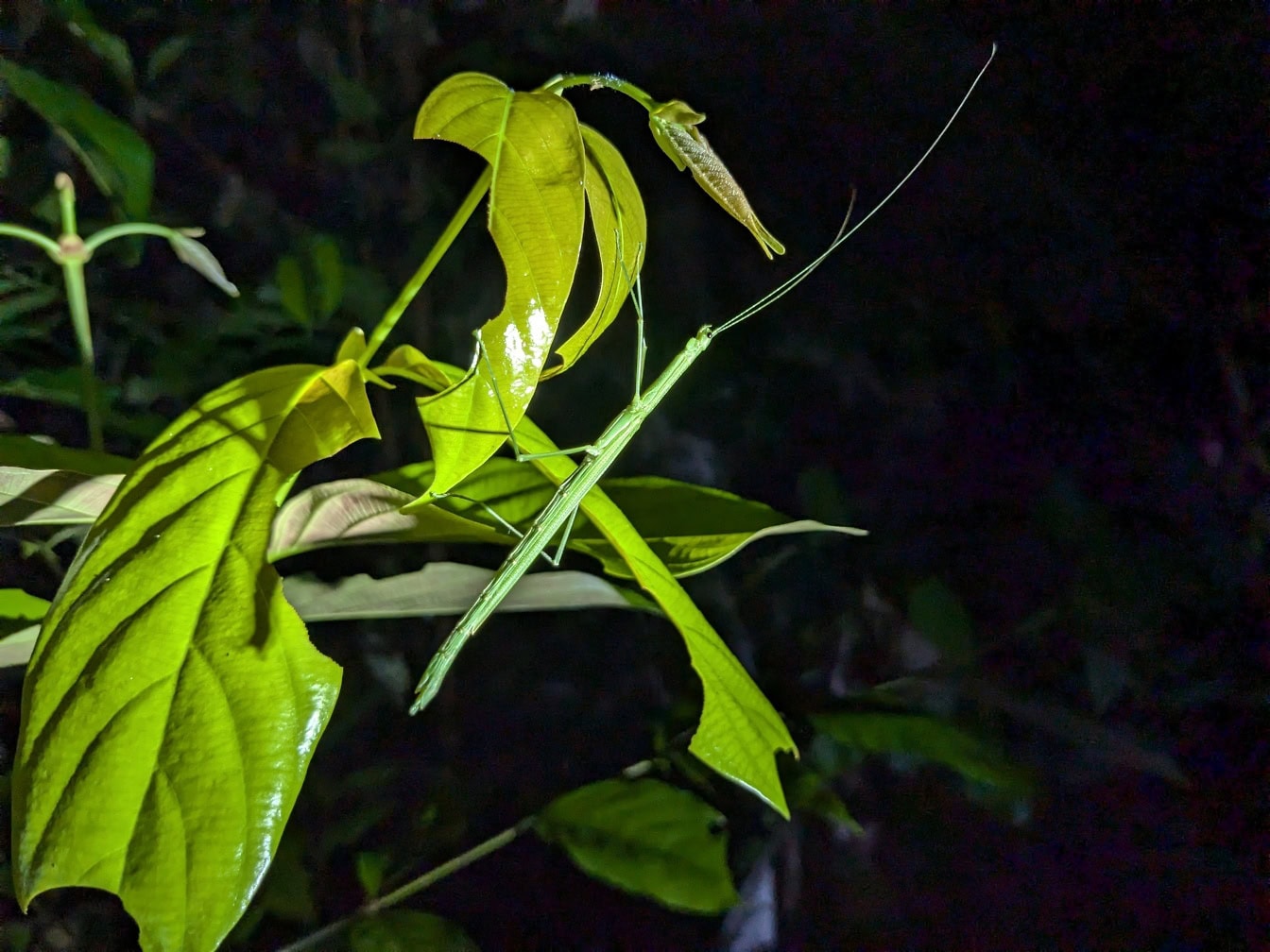 Un sottile insetto stecco verde (Haaniella sp.) una specie endemica di un insetto ramoscello nella foresta pluviale tropicale