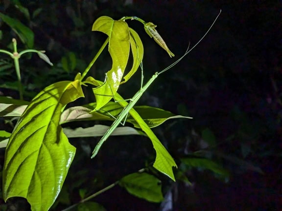 Eine dünne grüne Stabheuschrecke (Haaniella sp.) eine endemische Art einer Zweigheuschrecke im tropischen Regenwald