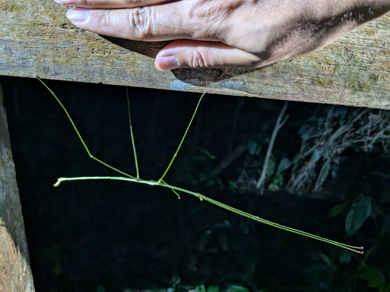 Un insecto palo delgado (Phasmatodea) una especie endémica de chinche verde junto a un puño humano en Borneo, Malasia