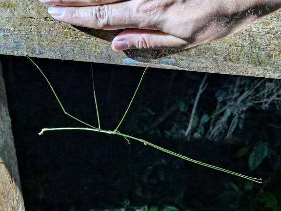 Tenký pakobylka (Phasmatodea) endemický druh zeleného ploštice vedle lidské pěsti na Borneu, Malajsie