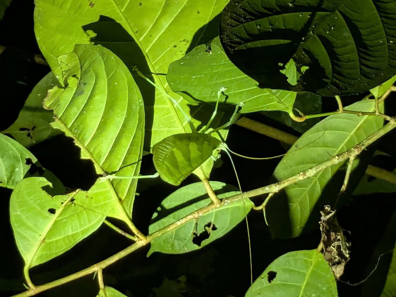 Perfect camouflage, tropical green leaf-insect among green leaves (Phylliidae)