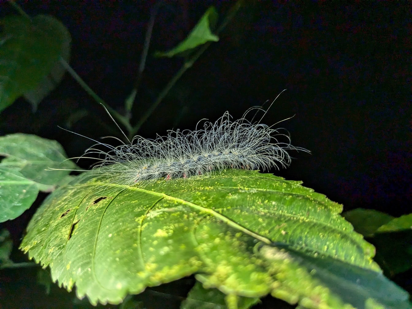 Insectă omidă păroasă, o larvă tropicală pe o frunză verde, o specie endemică din Borneo