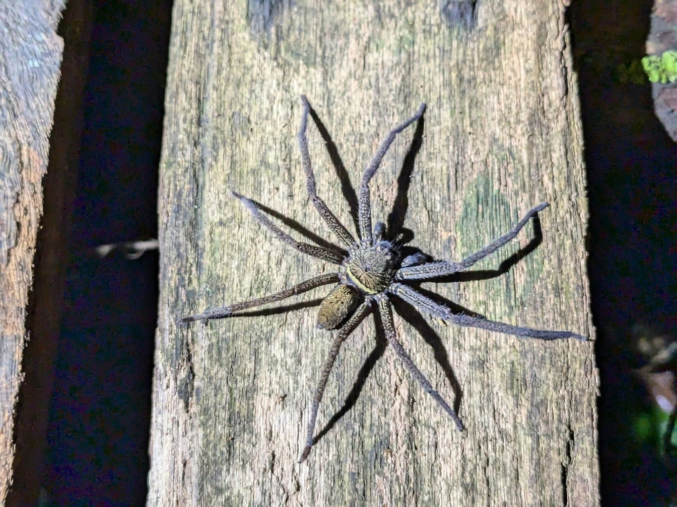 Grand chasseur dans une grotte (Heteropoda sp.) une espèce endémique d’araignées à Bornéo