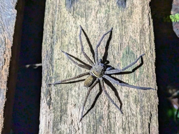 Nagy vadász egy barlangban (Heteropoda sp.) egy endemikus pókfaj Borneón