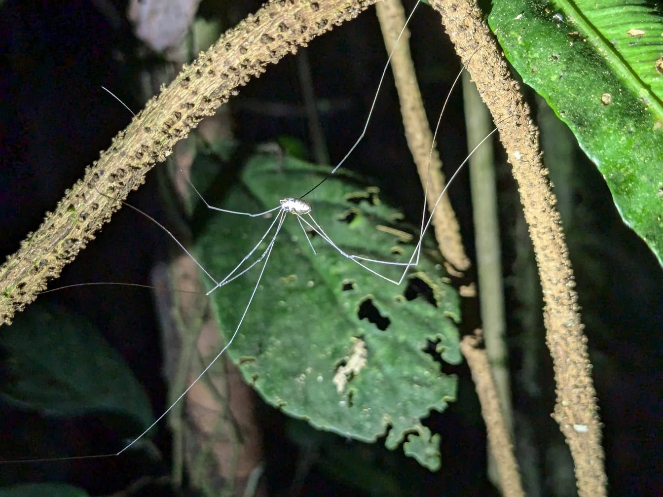 Маленький паук-охотник на ветке (Heteropoda sp.) эндемичного вида, Борнео, Малайзия