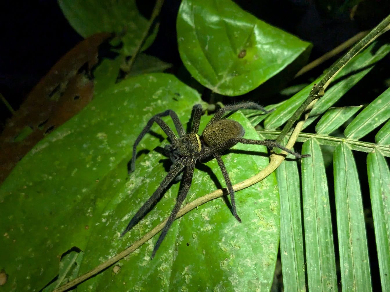 Schwarze Spinne auf einem grünen Blatt, eine endemische Art in einem Regenwald von Borneo, Malaysia