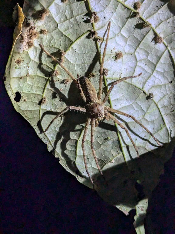 Una araña cazadora ( Heteropoda ) en el reverso de una hoja en Borneo, Malasia